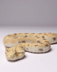 Saharan Horned Viper - 3d Printed 1:4 Scale Miniature by Animal Den