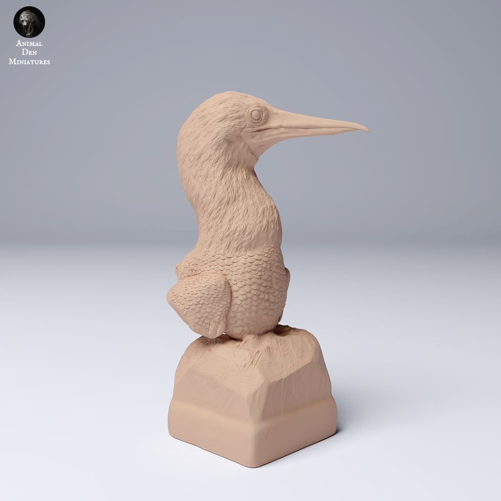Blue Footed Booby Bust - 3d Printed 1:4 Scale Bust Sculpted by Animal Den