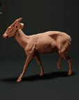Muntjac Deer