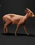 Muntjac Deer