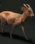 Muntjac Deer