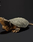 Common Snapping Turtle - 3d Printed 1/24 Scale Miniature by Animal Den