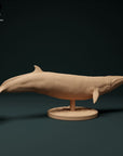 Minke Whale - 3d Printed 1:100 Scale Miniature by Animal Den