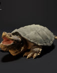 Common Snapping Turtle - 3d Printed 1/24 Scale Miniature by Animal Den