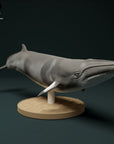 Minke Whale - 3d Printed 1:100 Scale Miniature by Animal Den