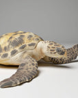 Hawksbill Sea Turtle - 3d Printed 1:16 Scale Miniature by Animal Den