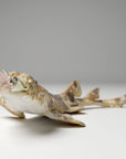 Spotted Wobbegong Shark - 3d Printed 1/24 Scale Miniature by Animal Den