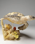 Hawksbill Sea Turtle - 3d Printed 1:16 Scale Miniature by Animal Den