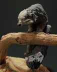 Binturong (Bear Cat)