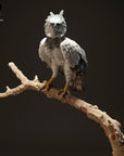 Harpy Eagle